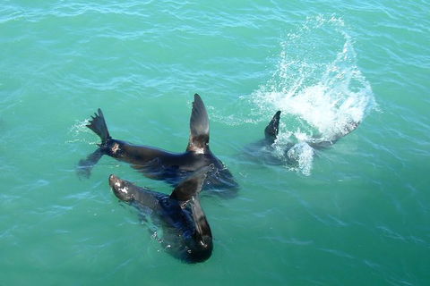 Coorong Highlights Cruise - Accommodation Newcastle 3