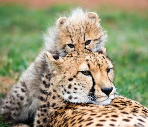Cheetah Experience At Monarto Safari Park - Accommodation Newcastle 1