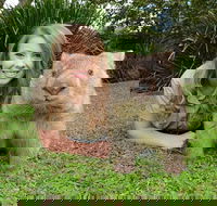 Croc Express to Australia Zoo from Brisbane - Accommodation Newcastle
