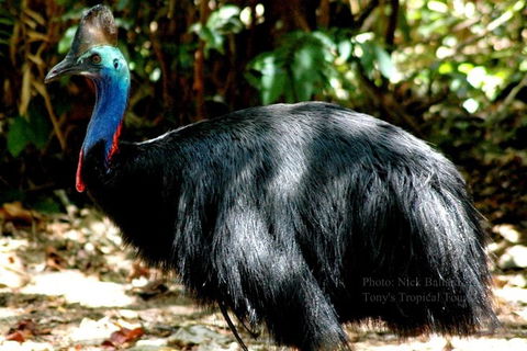 Daintree Rainforest, Cape Tribulation, Mossman Gorge In A Day - Accommodation Newcastle 1