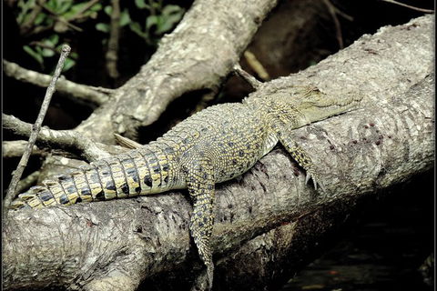 Daintree Rainforest, Cape Tribulation, Mossman Gorge In A Day - Accommodation Newcastle 4