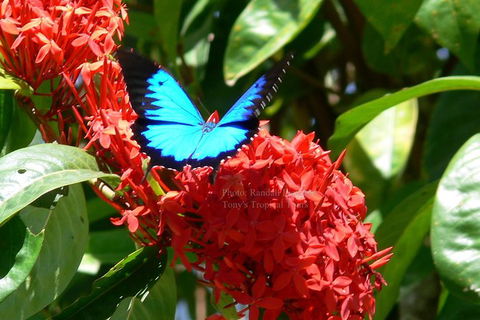 Daintree Rainforest, Cape Tribulation, Mossman Gorge In A Day - Accommodation Newcastle 9