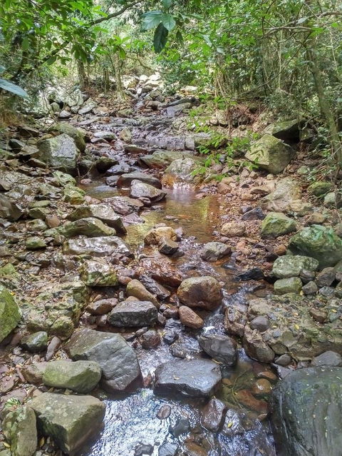 Springbrook AndTamborine Rainforest Tour Incl Natural Bridge And Glow Worm Cave - Accommodation Newcastle 4