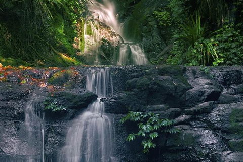 Springbrook AndTamborine Rainforest Tour Incl Natural Bridge And Glow Worm Cave - Accommodation Newcastle 1