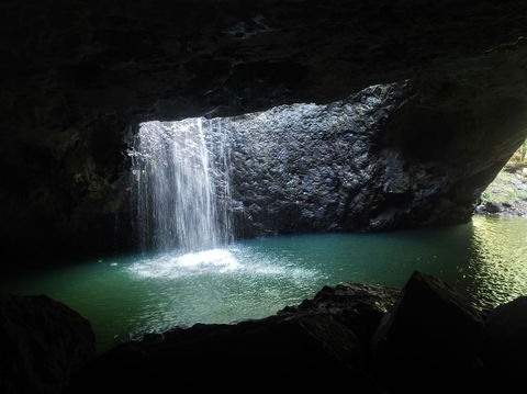 Springbrook AndTamborine Rainforest Tour Incl Natural Bridge And Glow Worm Cave - Accommodation Newcastle 2