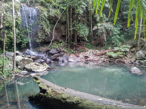 Springbrook AndTamborine Rainforest Tour Incl Natural Bridge And Glow Worm Cave - Accommodation Newcastle 3