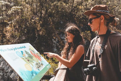 Springbrook AndTamborine Rainforest Tour Incl Natural Bridge And Glow Worm Cave - Accommodation Newcastle 18