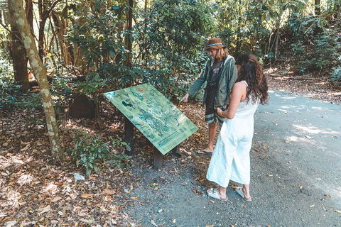 Springbrook AndTamborine Rainforest Tour Incl Natural Bridge And Glow Worm Cave - Accommodation Newcastle 16