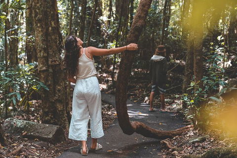 Springbrook AndTamborine Rainforest Tour Incl Natural Bridge And Glow Worm Cave - Accommodation Newcastle 12