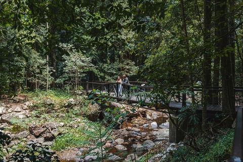 Springbrook AndTamborine Rainforest Tour Incl Natural Bridge And Glow Worm Cave - Accommodation Newcastle 19