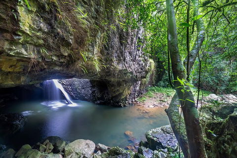 Springbrook AndTamborine Rainforest Tour Incl Natural Bridge And Glow Worm Cave - Accommodation Newcastle 8