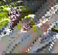 Koala Cuddle Adventure Croc 2 - Accommodation Newcastle