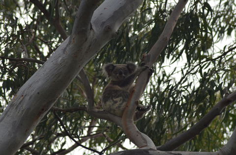 North Stradbroke Island Day Trip From Brisbane - Accommodation Newcastle 11
