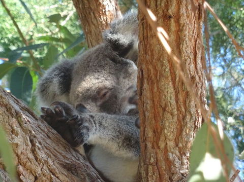 North Stradbroke Island Day Trip From Brisbane - Accommodation Newcastle 23