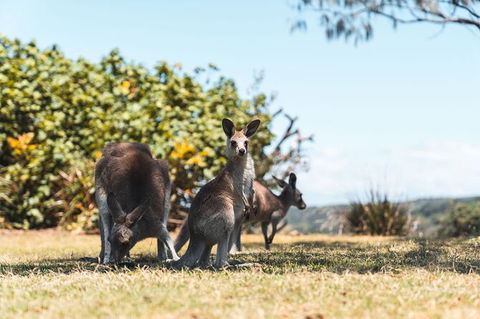 North Stradbroke Island Day Trip From Brisbane - Accommodation Newcastle 40