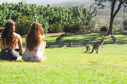 North Stradbroke Island Day Trip From Brisbane - Accommodation Newcastle 28
