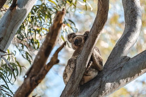 North Stradbroke Island Day Trip From Brisbane - Accommodation Newcastle 27