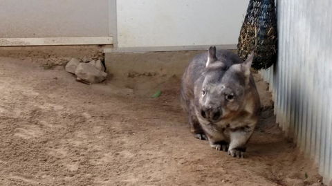 Lone Pine Koala Sanctuary Day Pass - Accommodation Newcastle 7
