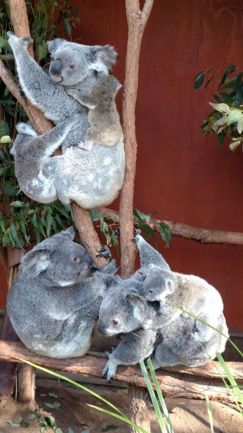 Lone Pine Koala Sanctuary Day Pass - Accommodation Newcastle 2
