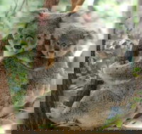 Lone Pine Koala Sanctuary Day Pass - Accommodation Newcastle