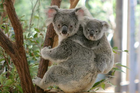Lone Pine Koala Sanctuary Day Pass - Accommodation Newcastle 0