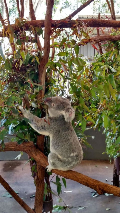 Lone Pine Koala Sanctuary Day Pass - Accommodation Newcastle 5
