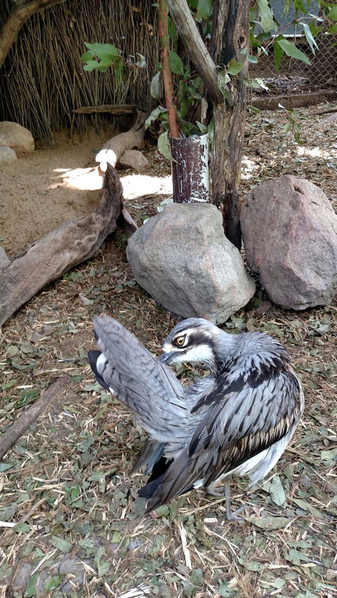 Lone Pine Koala Sanctuary Day Pass - Accommodation Newcastle 6
