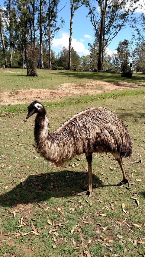 Lone Pine Koala Sanctuary Day Pass - Accommodation Newcastle 8