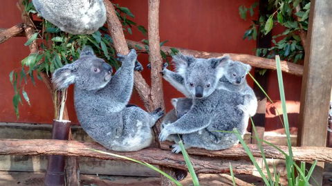 Lone Pine Koala Sanctuary Day Pass - Accommodation Newcastle 3