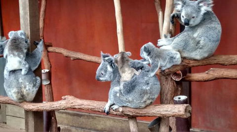 Lone Pine Koala Sanctuary Day Pass - Accommodation Newcastle 4