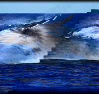 Whale Watching Cruise from Redcliffe Brisbane or the Sunshine Coast - Accommodation Newcastle