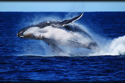 Whale Watching Cruise From Redcliffe, Brisbane Or The Sunshine Coast - Accommodation Newcastle 0