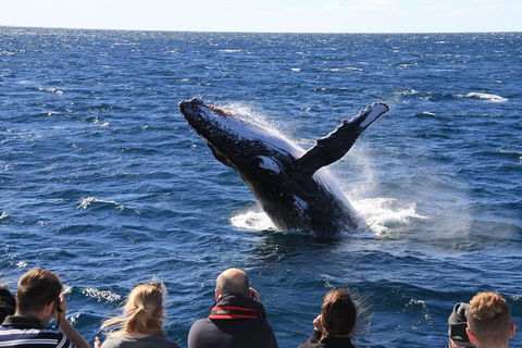 Whale Watching Cruise From Redcliffe, Brisbane Or The Sunshine Coast - Accommodation Newcastle 11