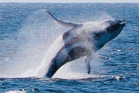Whale Watching Cruise From Redcliffe, Brisbane Or The Sunshine Coast - Accommodation Newcastle 9