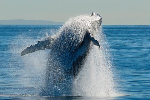Whale Watching Cruise From Redcliffe, Brisbane Or The Sunshine Coast - Accommodation Newcastle 10