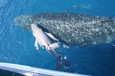 Whale Watching Cruise From Redcliffe, Brisbane Or The Sunshine Coast - Accommodation Newcastle 7