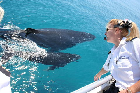 Whale Watching Cruise From Redcliffe, Brisbane Or The Sunshine Coast - Accommodation Newcastle 1