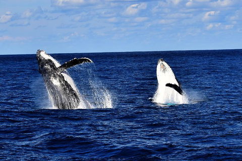Whale Watching Cruise From Redcliffe, Brisbane Or The Sunshine Coast - Accommodation Newcastle 5