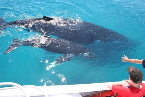 Whale Watching Cruise From Redcliffe, Brisbane Or The Sunshine Coast - Accommodation Newcastle 3