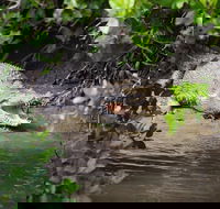 Whitsunday Crocodile Safari including Lunch - Accommodation Newcastle