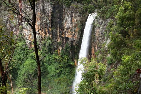 World Heritage Springbrook National Park Tour Including Natural Bridge - Accommodation Newcastle 1