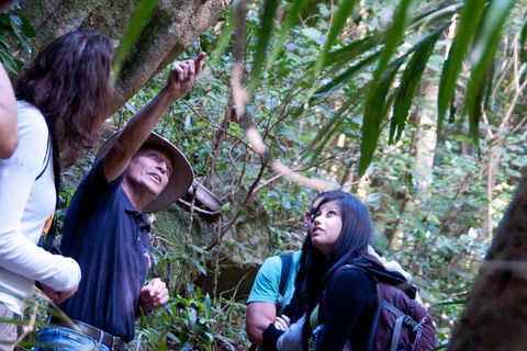 World Heritage Springbrook National Park Tour Including Natural Bridge - Accommodation Newcastle 7