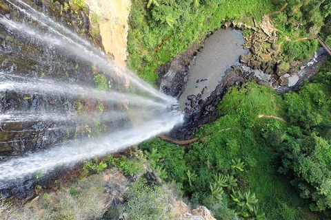 World Heritage Springbrook National Park Tour Including Natural Bridge - Accommodation Newcastle 6