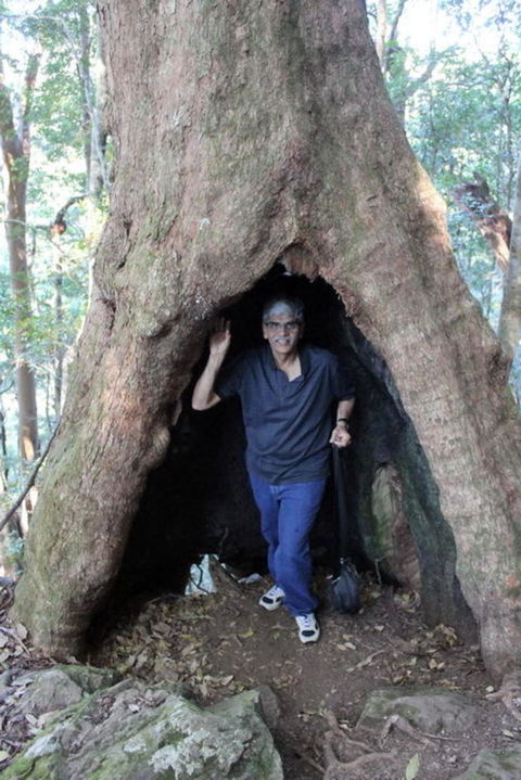 Springbrook National Park Discovery Full-Day Bushwalking Tour - Accommodation Newcastle 5