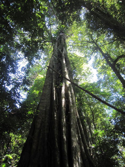 Springbrook National Park Discovery Full-Day Bushwalking Tour - Accommodation Newcastle 14