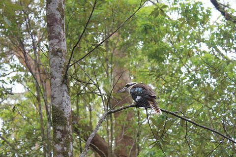 Springbrook National Park Discovery Full-Day Bushwalking Tour - Accommodation Newcastle 2