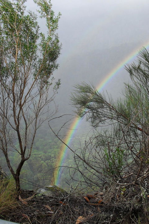 Springbrook National Park Discovery Full-Day Bushwalking Tour - Accommodation Newcastle 22