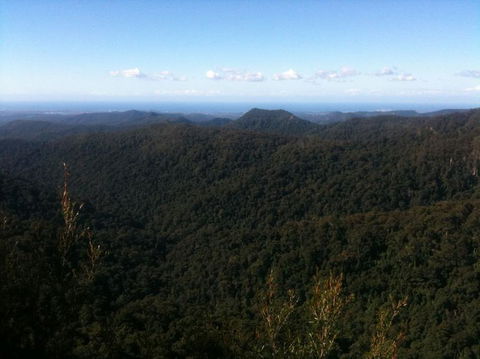 Springbrook National Park Discovery Full-Day Bushwalking Tour - Accommodation Newcastle 25