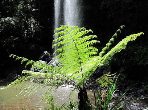 Springbrook National Park Discovery Full-Day Bushwalking Tour - Accommodation Newcastle 12
