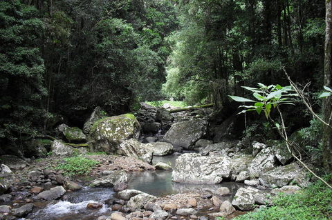 Springbrook National Park Discovery Full-Day Bushwalking Tour - Accommodation Newcastle 21